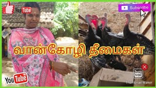 வான்கோழி வளர்ப்பில் தீமைகள் என்னென்ன???