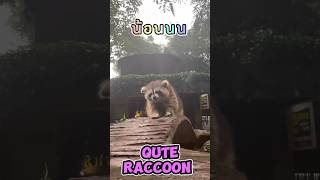 🤗 ไกด์บี๋พาทัวร์ เจอน้อง #raccoon น่าร้ากกก ##สัตว์โลกน่ารัก