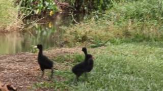 moorhen baby runs away with food