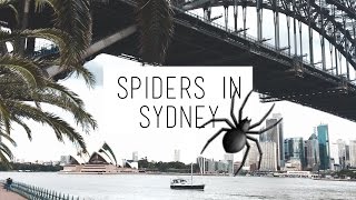 attacked by a spider? | australia vlog