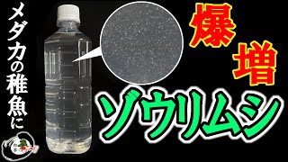 超簡単　メダカの為のゾウリムシの増やし方