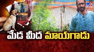 ఎవర్రా మీరంతా... మేడ మీద గంజాయి సాగేంట్రా..? |  Ganja Cultivation On Terrace At Warangal - TV9