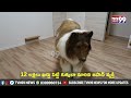 man spends rs 12 lakh turns into a dog 12 లక్షలు ఖర్చు పెట్టి కుక్కలా మారిన జపాన్ వ్యక్తి