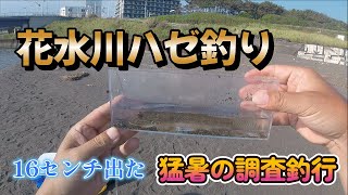 花水川ハゼ釣り 猛暑の調査釣行 2023,8,19　大型出た！