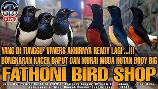 🔴 READY KACER DAPUT BODY BIG , MURAI MUDA HUTAN BODY BIG DAN BURUNG IMPORT SIAP PANTAU‼️