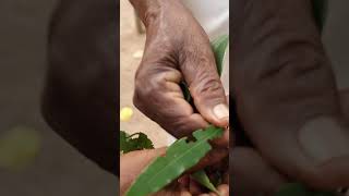 உண்மையான கருங்காலியை கண்டு பிடிப்பது எப்படி❗❗How to find real ebony tree #shortvideo #shorts #692