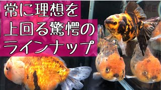 丸敏養魚場【通販もオススメ！愛知県弥富市の金魚屋】2022年7月