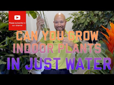 What is growing plants in water called?