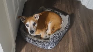 Man says pet cremation co. never gave him dog’s ashes | WSB-TV
