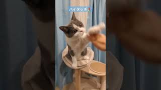 ハイタッチ🔥#猫　#猫動画 　#ねこのいる生活