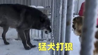 北美灰狼对战中亚牧羊犬，谁更厉害，野狼发怒势不可挡