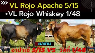 ผลงานพ่อพันธุ์บราห์มัน VL Rojo Apache 5/15 และ +VL ROJO WISKEY 1/48