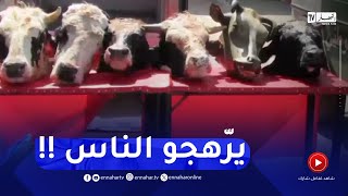 مشاهد صادمة من بجاية: حجز أكثر من 4 قناطير من أحشاء الأبقار