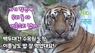 ★에버랜드 한국호랑이★ 둘 다 어흥 소리 냈어요! 백두대간수목원 가기 전 태범이 무궁이의 놀랍고 멋진 행동들 + 도착 후의 안부