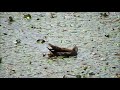 境川の鳥　ヒクイナ水浴び　オオバン　カルガモ　バン　今日の鳥