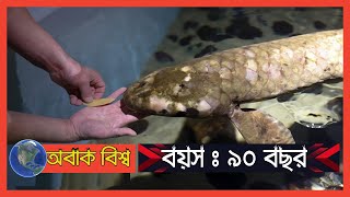 ব্রিটিশ আমলের অ্যাকুরিয়াম ফিস বয়স 90 বছর । Methuselah | World's Oldest Aquarium Fish | ‍age. somoy.