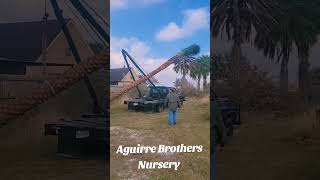 Aguirre Brothers Nursery find us on Google or Facebook #datepalms #southtexaspalmeros