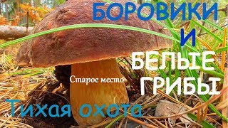 Боровики и белые грибы.Тихая охота