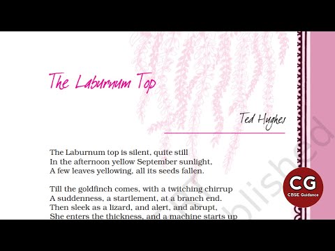 What is described as sleek in the poem the Laburnum top?