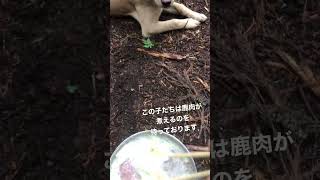 シカ肉を待つ子犬たち… #とまとラーメン　#猟犬