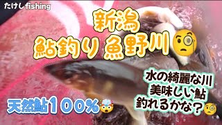 【鮎釣り】３時間かけ新潟魚野川🤗綺麗な川には美味しい鮎いる🥳私にも釣れるかな？🧐