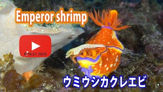 カラフルな組み合わせ　ウミウシカクレエビ　Emperor shrimp　#ウミウシ #ウミウシカクレエビ　#ウミウシ　#nudibranch