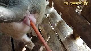 Belajar Inseminasi buatan Babi untuk pemula #kawinsuntik