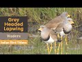 Grey-headed lapwing (Vanellus cinereus) - Pallikaranai marshlands of Chennai