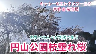 京都桜🌸情報❾円山公園枝垂れ桜