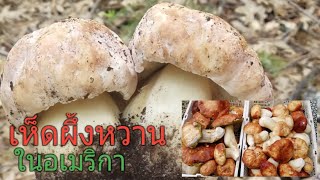 เก็บเห็ดผึ้งหวานอีกแล้วคะ2019 (EP. 2)/ King boletes mushroom.