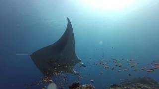 Maldives 2016 : vidéo 3 Manta Point