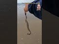 ocean world viralshort shortfeed ytshort snake beach rescue satisfying ✌👍👌✌