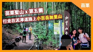 加里山我來囉｜Jiali Shan 鹿場登山口單攻出發