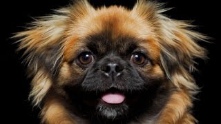 PEKINGESE BARKING - PEKINGESE HOWLING AND BARKING COMPILATION 2016