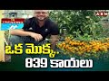 Trending: Genesis World Record | 839 Tamotos On Single Tree || ABN Telugu