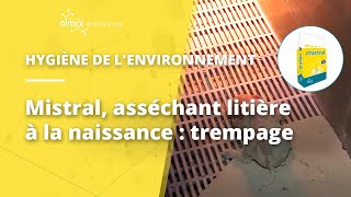 Mistral, asséchant litière à la naissance - trempage