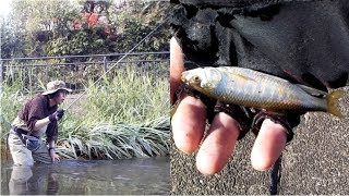 落合川にオイカワが戻ってきた！！晩秋の住宅街で釣り＆ガサガサ