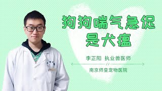 狗狗喘氣急促是犬瘟嗎