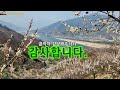 광양여행_전남 광양 매화마을_봄꽃여행_꽃의 축제 jeollanam do gwangyang maehwa village