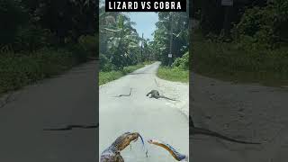 king cobra / monitor lizard