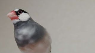 ウチの桜文鳥 マメ　おなかの色のグラデーションがすごくキレイ なトコロ  再アップ版