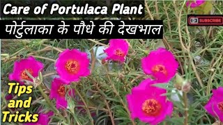 How to grow and care Portulaca Plant || पोर्टुलाका के पौधे की देखभाल || Natural Gardening