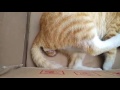 Kucing Melahirkan Ekslusif Persalinan Kucing 2016