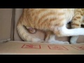 Kucing Melahirkan Ekslusif Persalinan Kucing 2016
