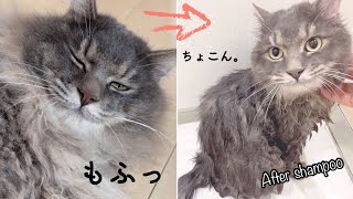 貫禄たっぷりの子猫が臭うのでシャンプーしたら可愛くなりました笑 After shampoo, kitten became more cute!