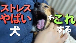 犬がこれしたら、ストレスやばいです。