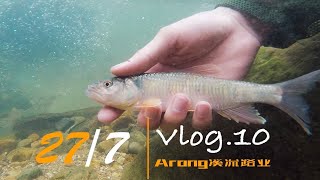 今天的马口那么大那么漂亮依然那么凶！Arong溪流路亚\u0026Vlog.10