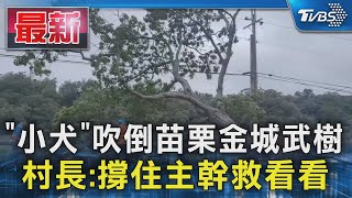 「小犬」吹倒苗栗金城武樹 村長:撐住主幹救看看｜TVBS新聞 @TVBSNEWS01