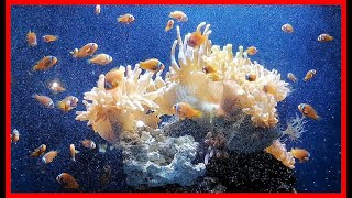 【水族館シリーズ 09】★クマノミとイソギンチャク★ Anemonefish and anemones /Aquarium 癒し リラックス