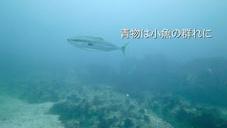 Diving Vlog 館山 西川名 202208g 青物は小魚の群れに